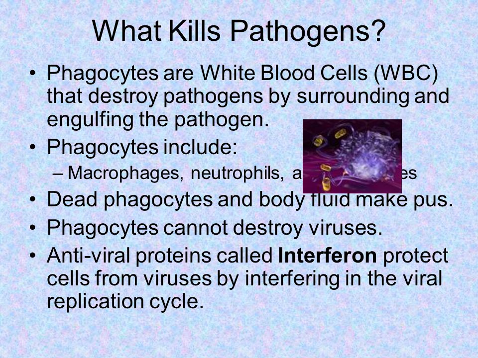 What Kills Pathogens Phagocytes are White Blood Cells (WBC) that destroy pathogens by surrounding and engulfing the pathogen.