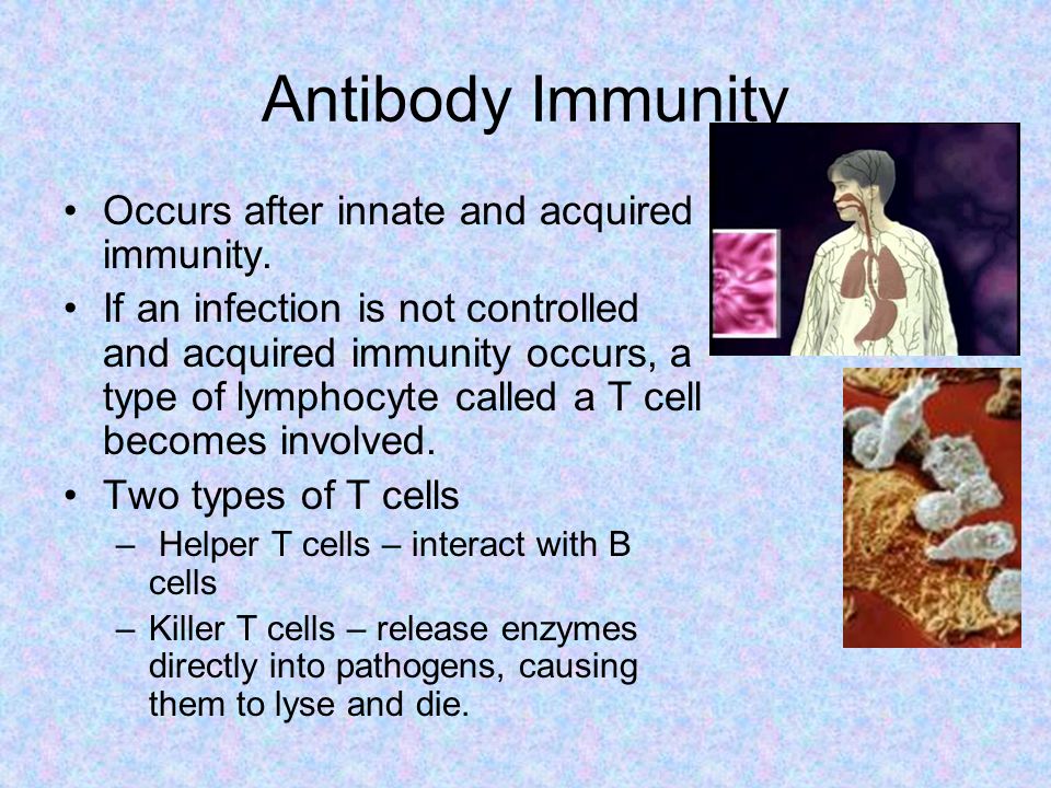 Antibody Immunity Occurs after innate and acquired immunity.