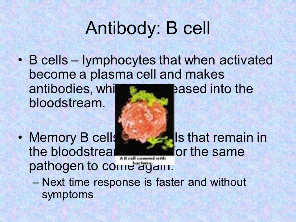Antibody: B cell B cells – lymphocytes that when activated become a plasma cell and makes antibodies, which are released into the bloodstream.