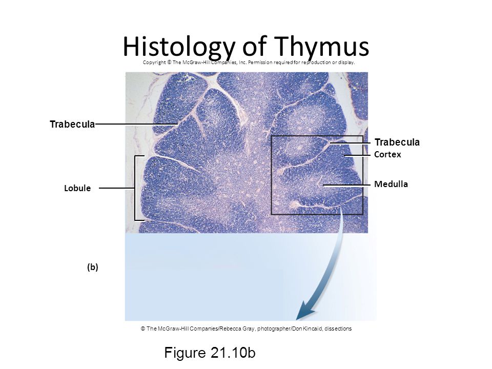 Histology of Thymus Figure 21.10b Trabecula Trabecula Cortex Medulla