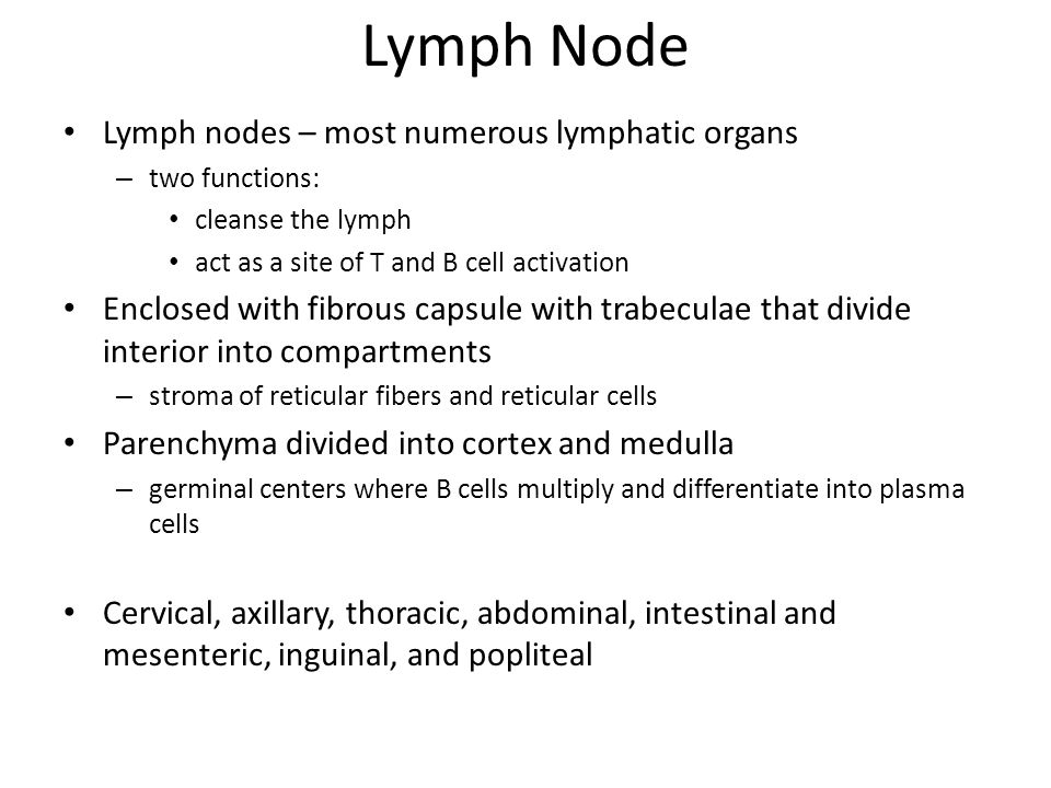 Lymph Node Lymph nodes – most numerous lymphatic organs