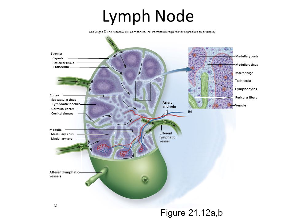 Lymph Node Copyright © The McGraw-Hill Companies, Inc. Permission required for reproduction or display.