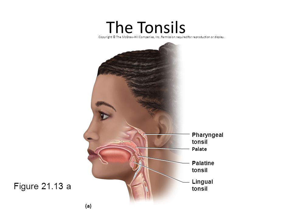 The Tonsils Figure a Pharyngeal tonsil Palate Palatine tonsil