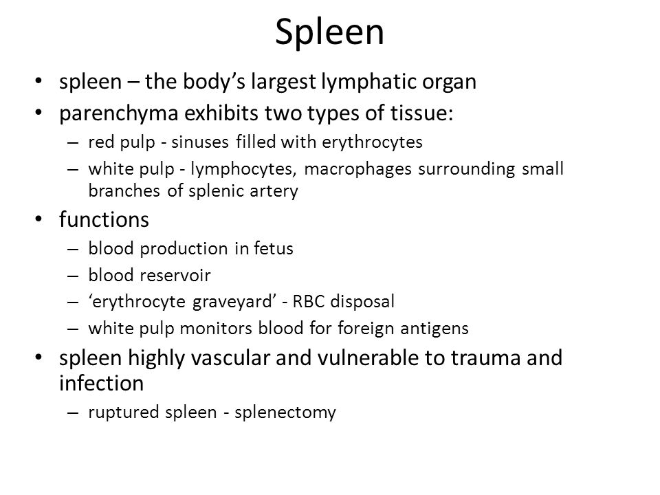 Spleen spleen – the body’s largest lymphatic organ