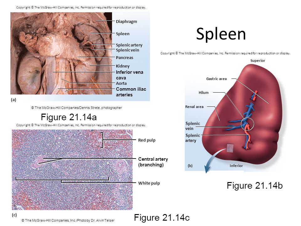Spleen Figure 21.14a Figure 21.14b Figure 21.14c Diaphragm Spleen