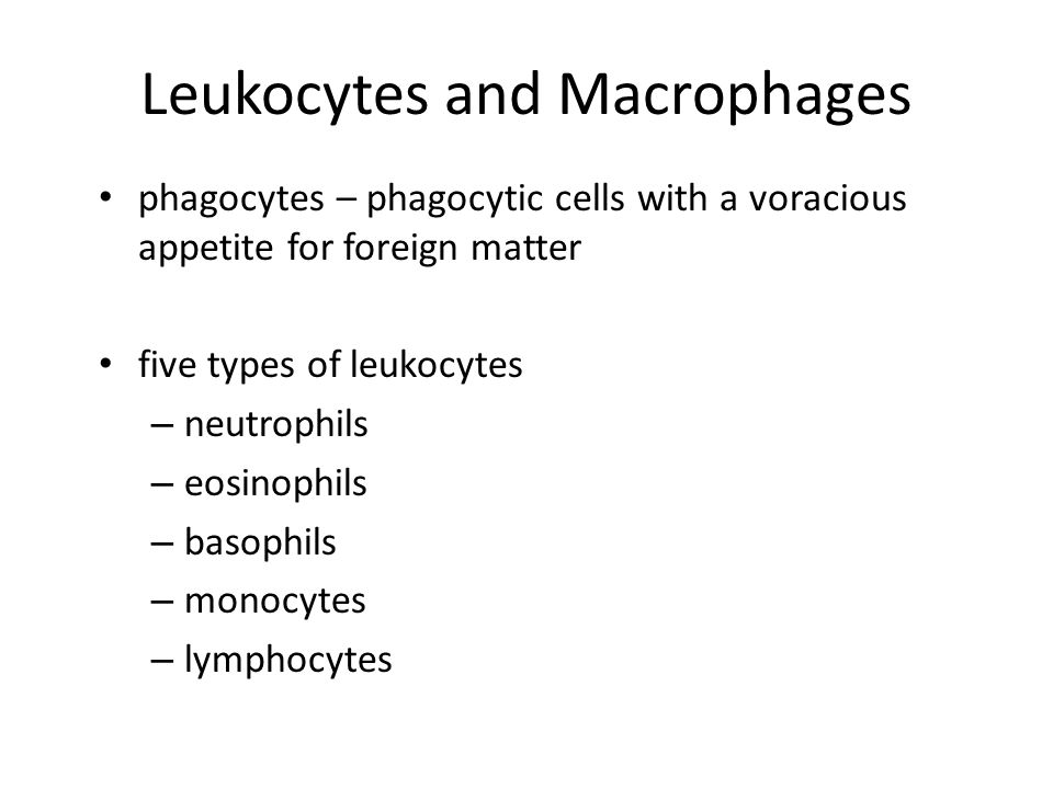 Leukocytes and Macrophages
