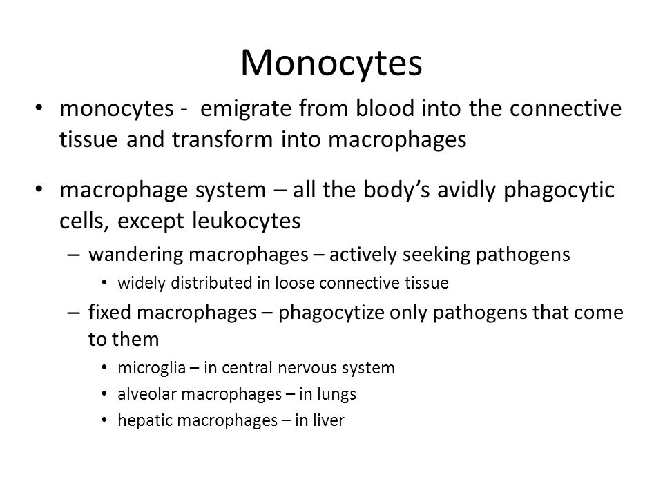 Monocytes monocytes - emigrate from blood into the connective tissue and transform into macrophages.