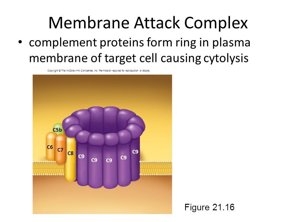 Membrane Attack Complex
