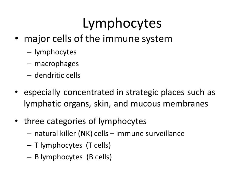 Lymphocytes major cells of the immune system