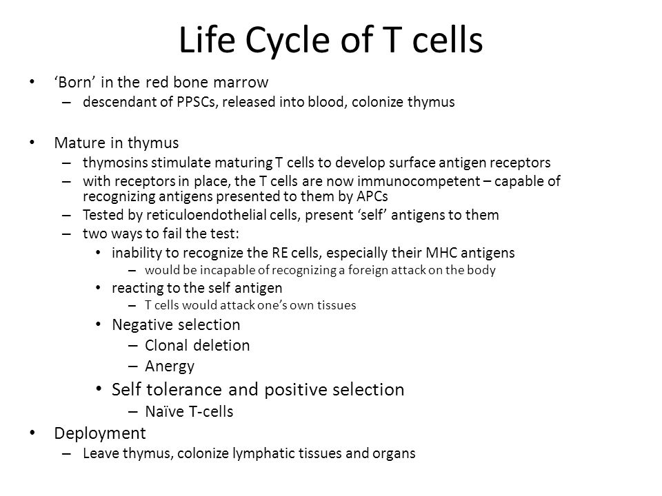 Life Cycle of T cells Self tolerance and positive selection Deployment