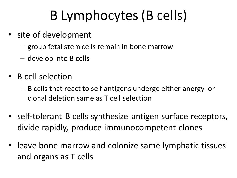 B Lymphocytes (B cells)