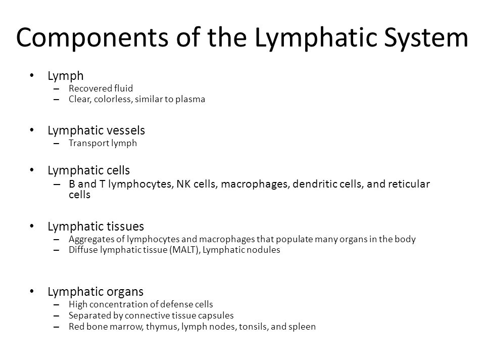 Components of the Lymphatic System