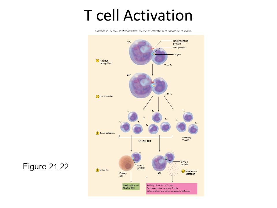 T cell Activation Figure 21.22