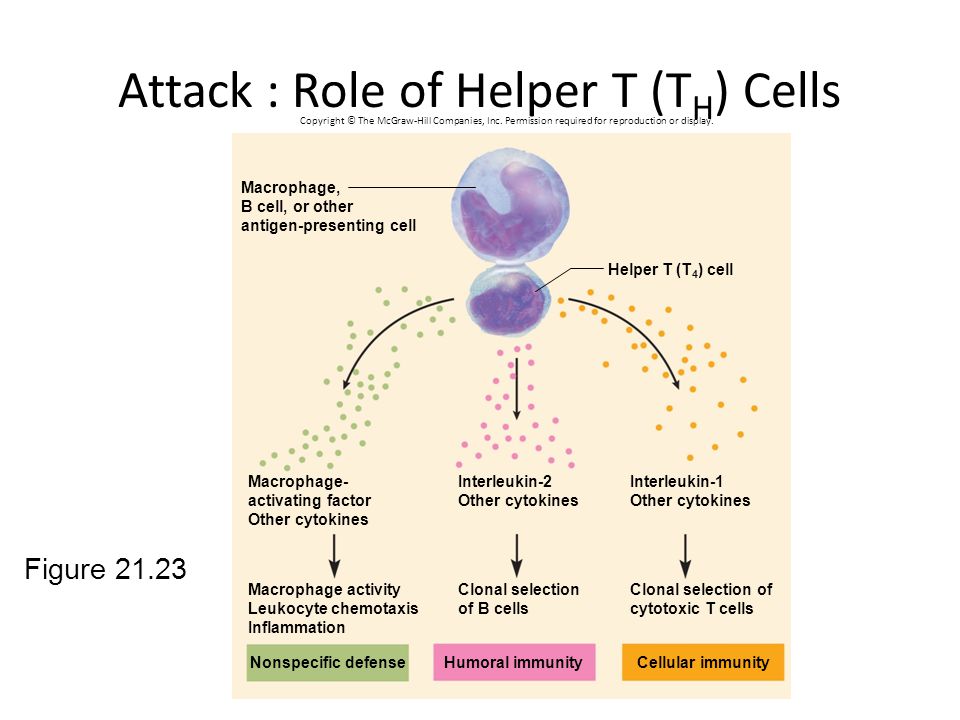Attack : Role of Helper T (TH) Cells