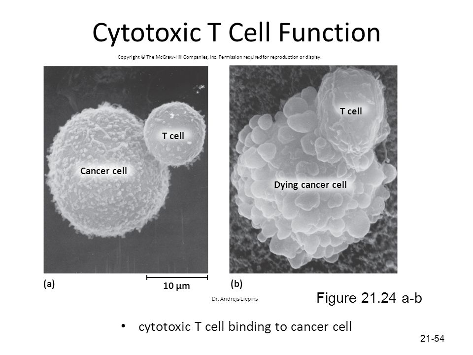 Cytotoxic T Cell Function