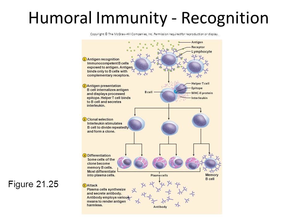Humoral Immunity - Recognition