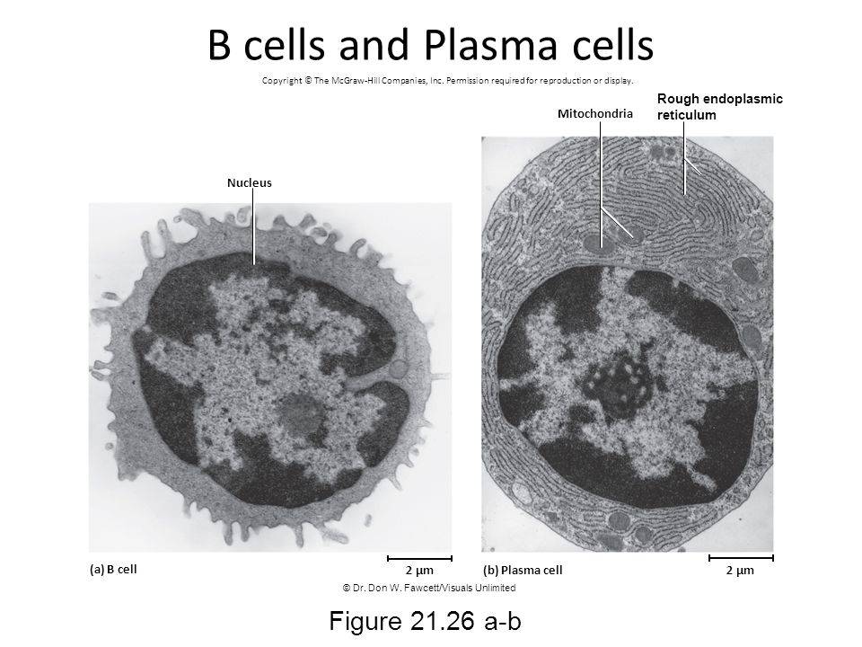 B cells and Plasma cells