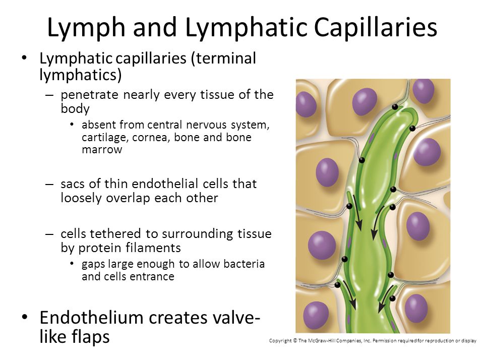 Lymph and Lymphatic Capillaries