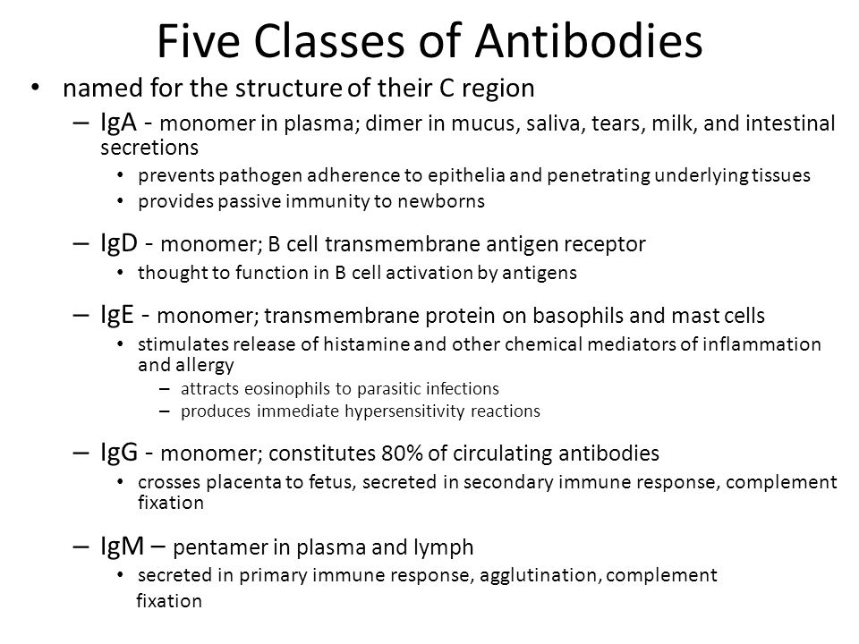 Five Classes of Antibodies