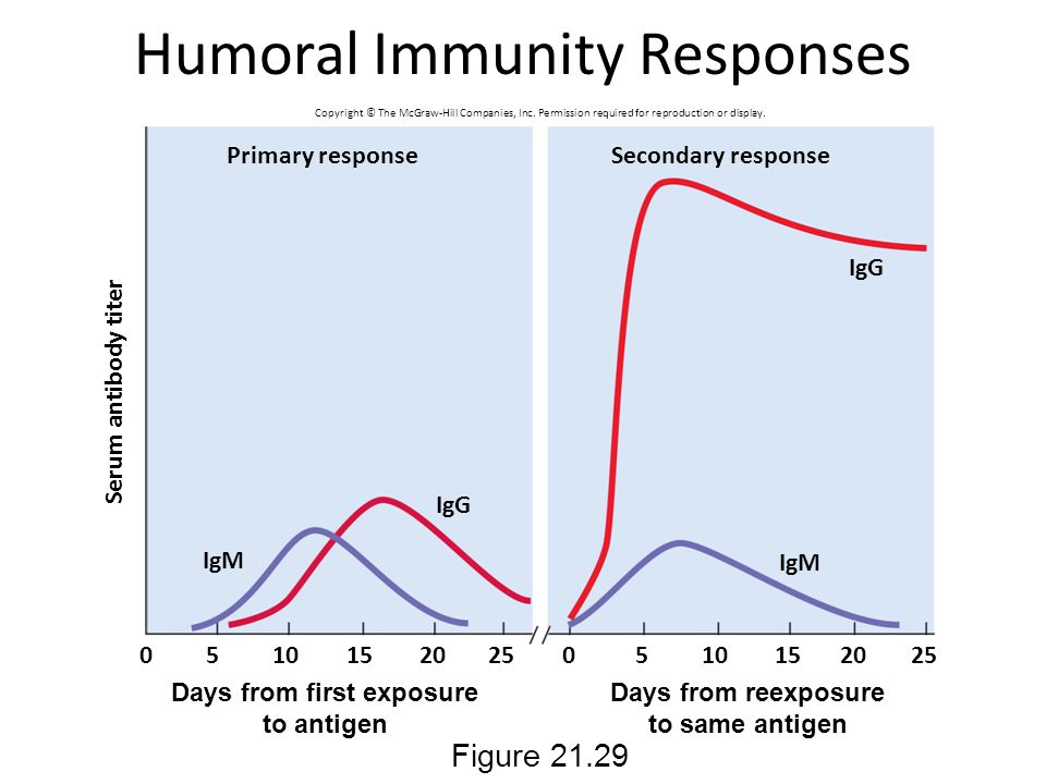 Humoral Immunity Responses