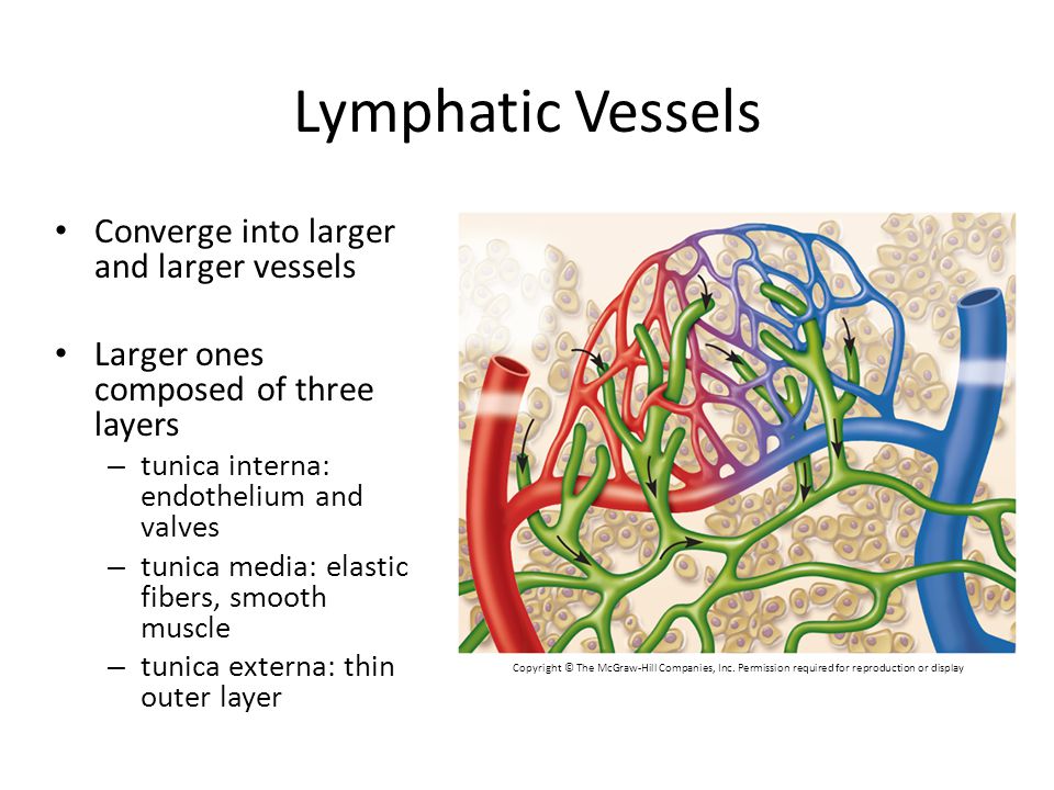 Lymphatic Vessels Converge into larger and larger vessels