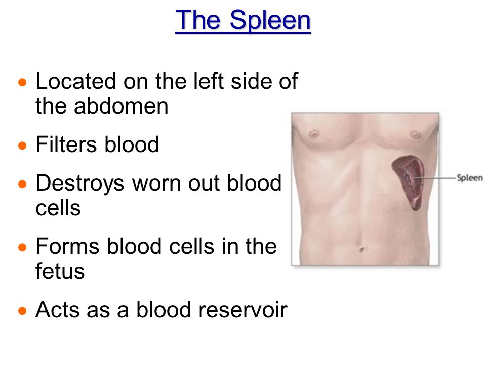 The Spleen Located on the left side of the abdomen Filters blood