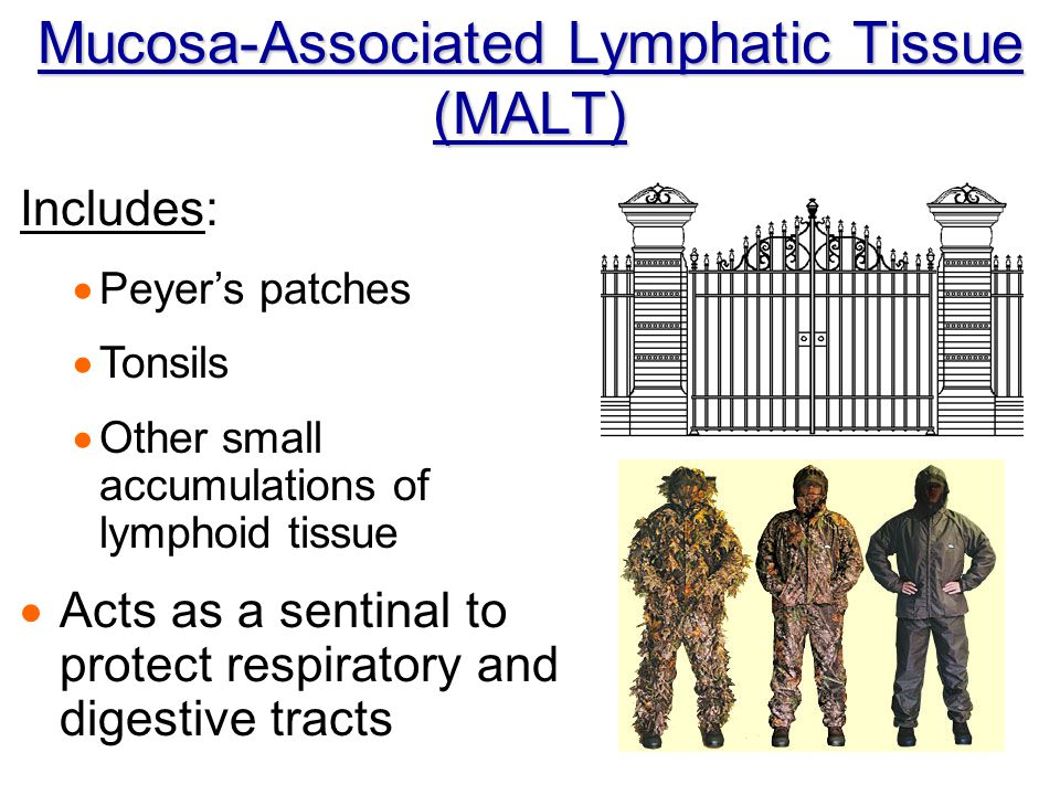 Mucosa-Associated Lymphatic Tissue (MALT)