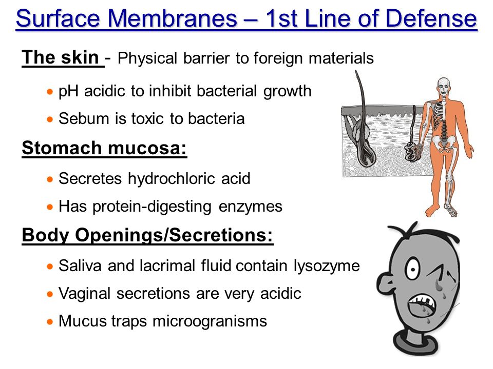 Surface Membranes – 1st Line of Defense