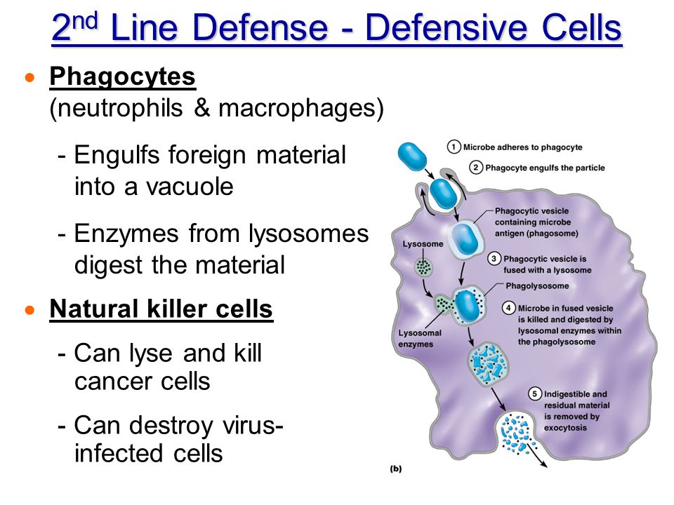2nd Line Defense - Defensive Cells