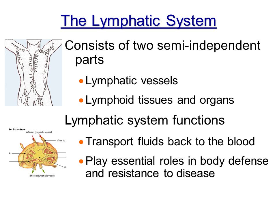 The Lymphatic System Consists of two semi-independent parts
