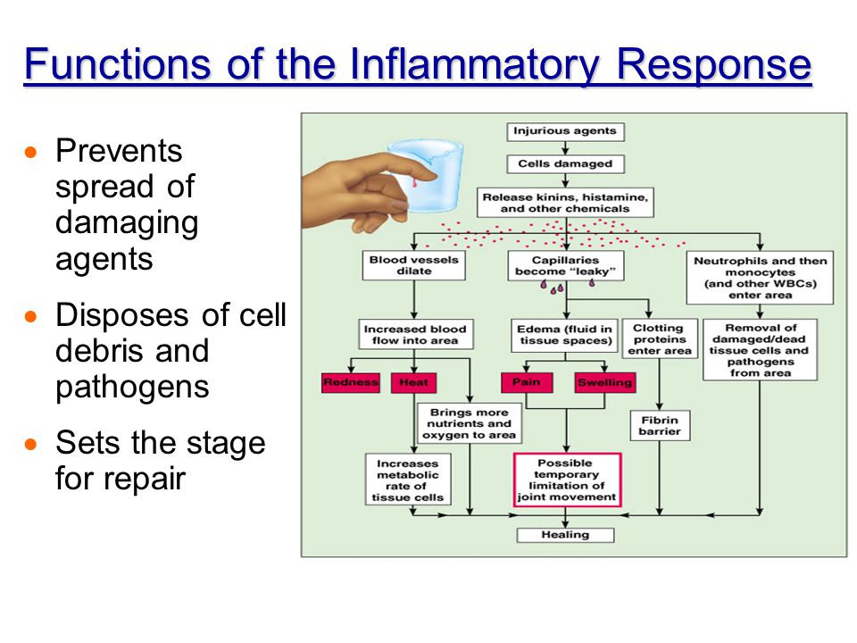 Functions of the Inflammatory Response