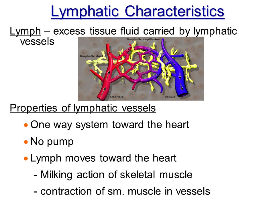 Lymphatic Characteristics