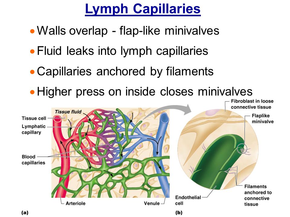 Lymph Capillaries Walls overlap - flap-like minivalves