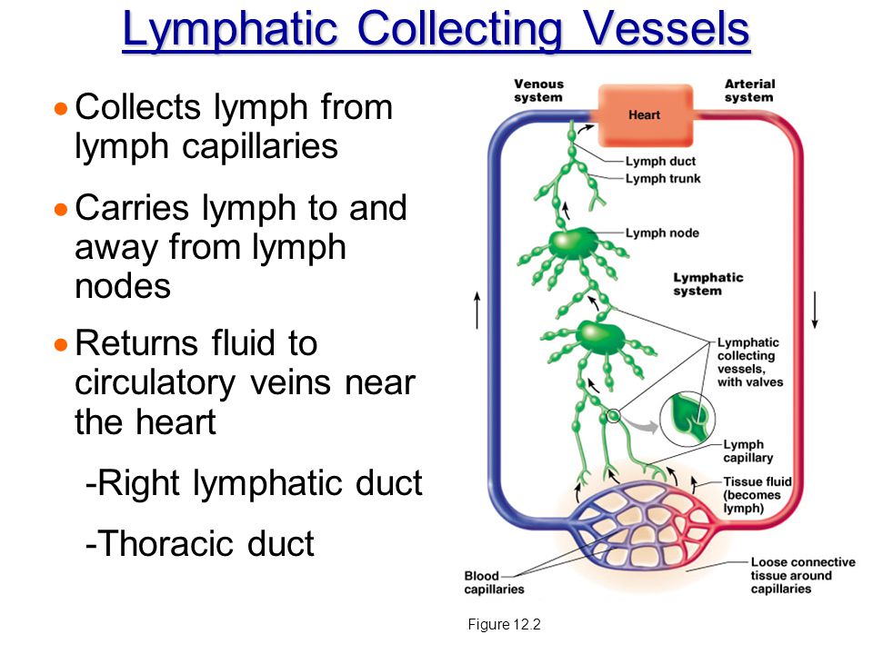 Lymphatic Collecting Vessels