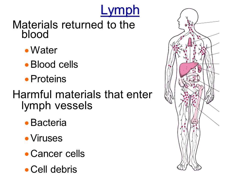 Lymph Materials returned to the blood
