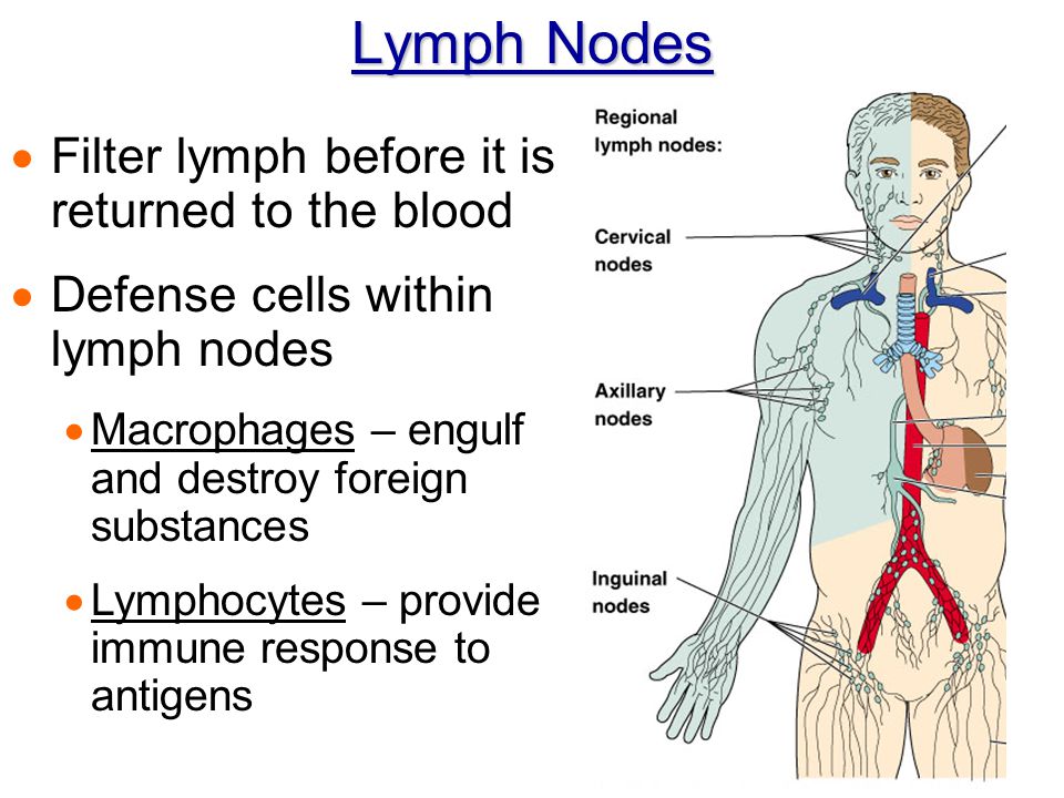 Lymph Nodes Filter lymph before it is returned to the blood