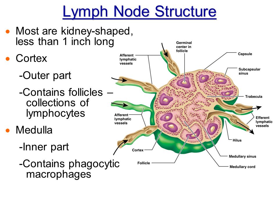 Lymph Node Structure Most are kidney-shaped, less than 1 inch long