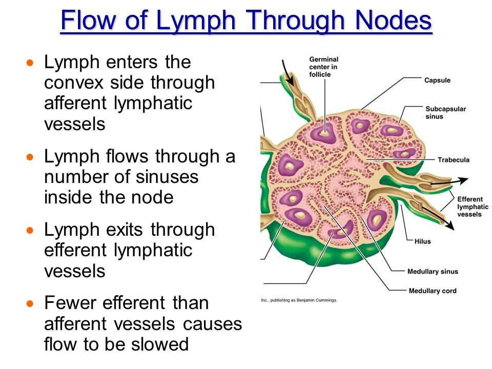 Flow of Lymph Through Nodes