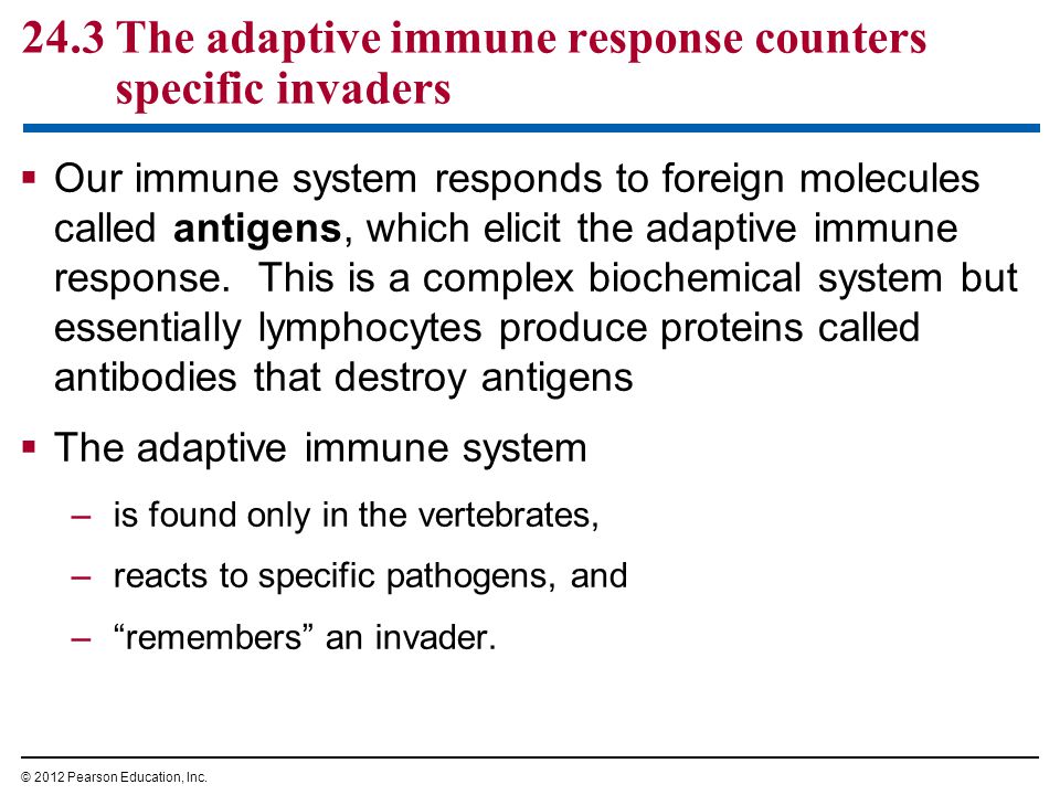 24.3 The adaptive immune response counters specific invaders