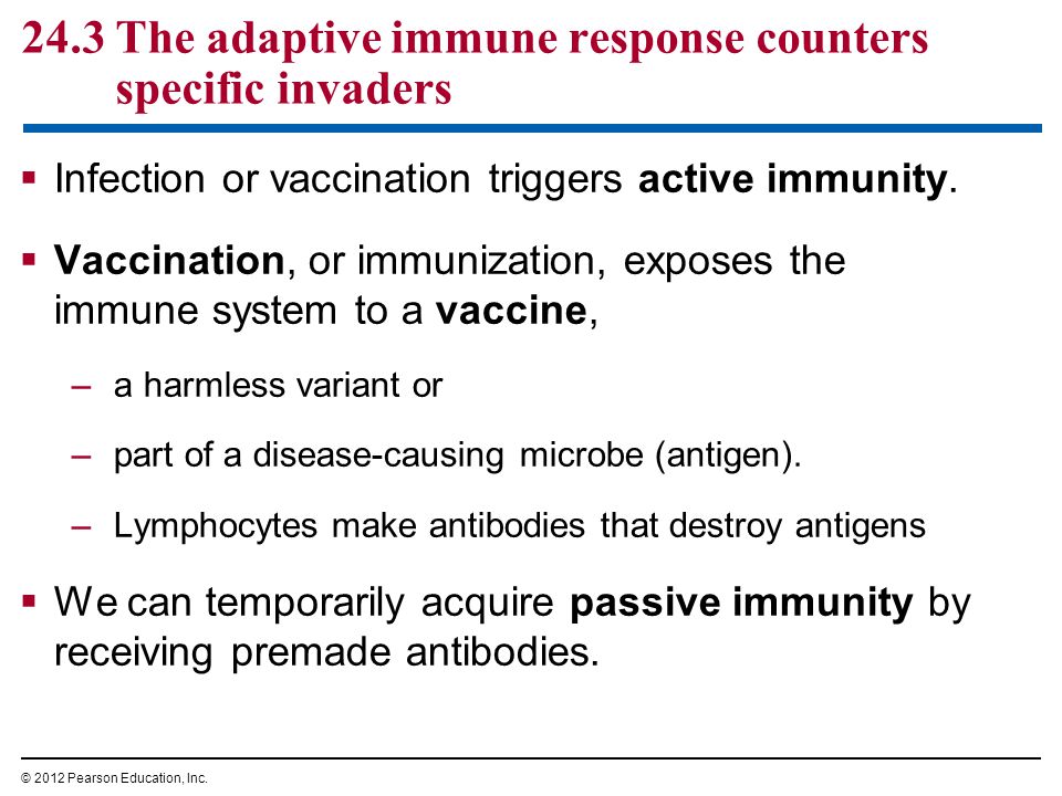 24.3 The adaptive immune response counters specific invaders