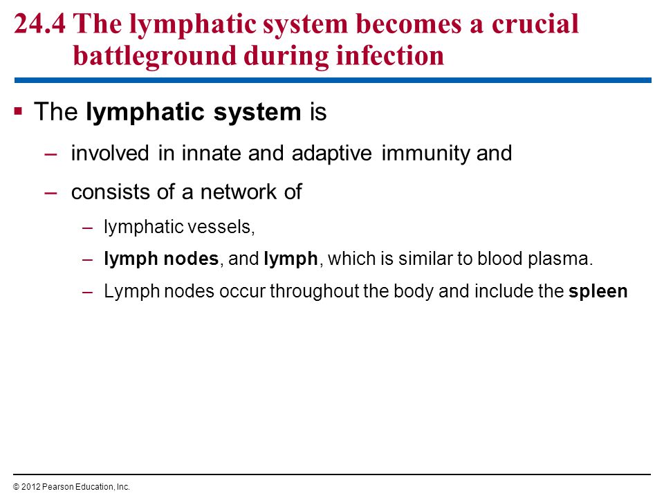 24.4 The lymphatic system becomes a crucial battleground during infection