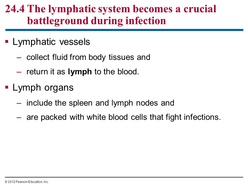 24.4 The lymphatic system becomes a crucial battleground during infection