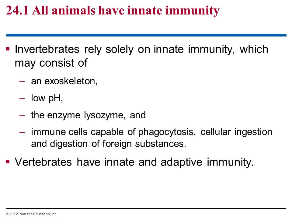 24.1 All animals have innate immunity