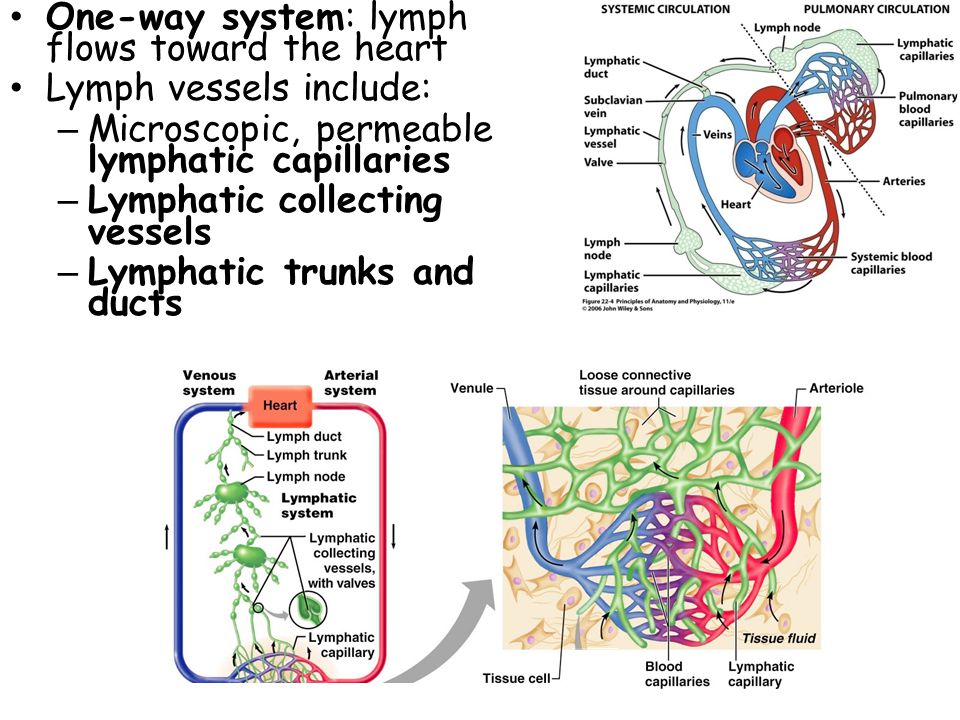 Lymphatic System: Overview - ppt video online download