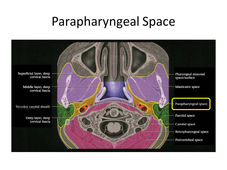 Cellular space. Parapharyngeal Space. Парафарингеальное пространство анатомия. Парафарингеальное пространство кт. Через парафарингеальное пространство проходит.