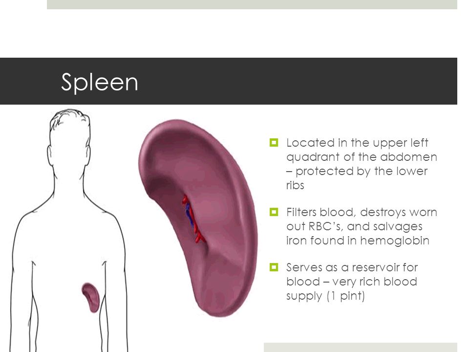Сколько стоит селезенка. Upper left Quadrant of the abdomen. Spleen Size. Spleen греческий. Spleen перевод.
