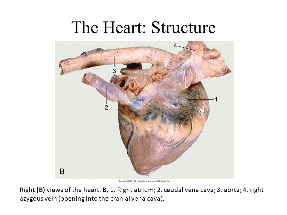 The Cardiovascular System - ppt video online download