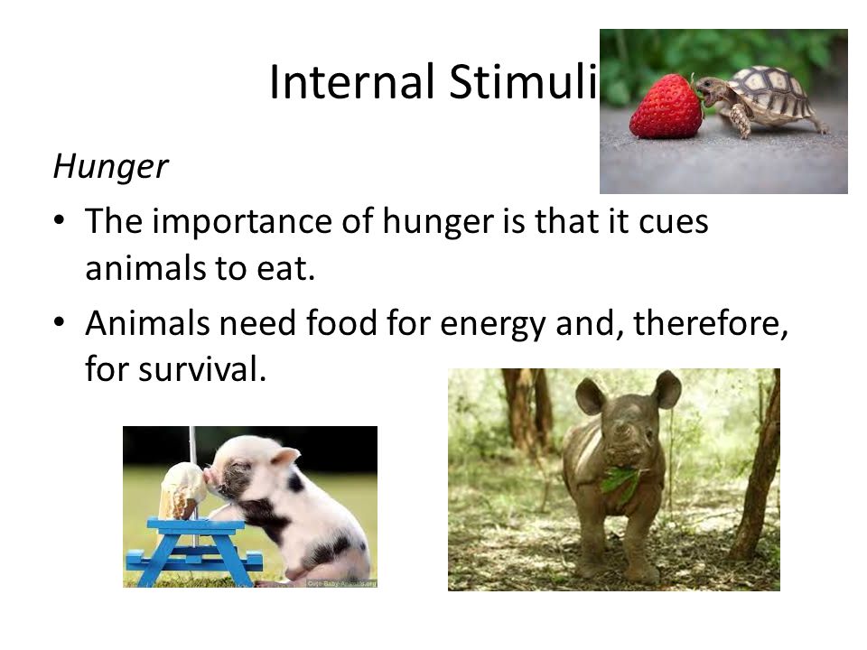 Internal Stimuli & Learned & Inherited Behaviors - ppt video online download Internal Stimuli & Learned & Inherited Behaviors - ppt video online download
