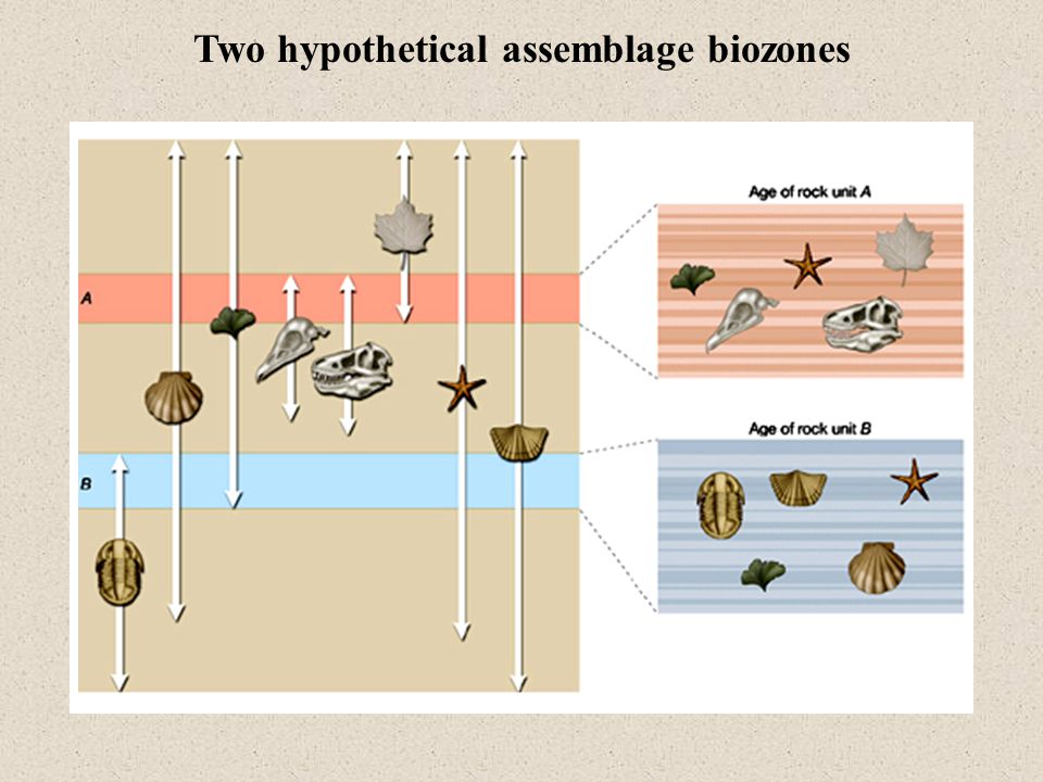 Two hypothetical assemblage biozones.