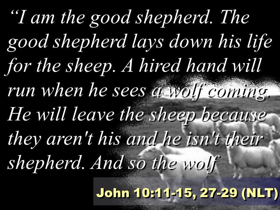I am the good shepherd. The good shepherd lays down his life for the sheep. A hired hand will run when he sees a wolf coming. He will leave the sheep because they aren t his and he isn t their shepherd. And so the wolf